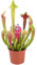 Sarracenia Smoorii sarracénie à trompette pour la maison ou le bureau (20-30cm avec pot)