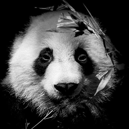 Tableau sur Toile Portrait Panda 30x30 cm - Impression sur Toile - Décoration Murale - Peinture Imprimée en HD - Salon Chambre Bureau - Bois de Foret FSC - Fabriqué en France