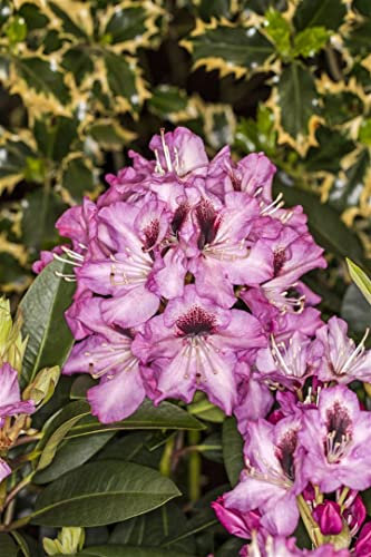 Rhododendron Hybrid 'Kokardia' 30-40 cm – Winterhart, Immergrün, Pflegeleicht – Rhododendron – Zierstrauch für Garten & Kübel