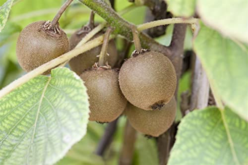 Actinidia chinensis 'Boskoop' 60-100 cm, Kiwi, weiße Blüten, Blütezeit Mai-Juni, ideal für Spalier, winterhart, pflegeleicht