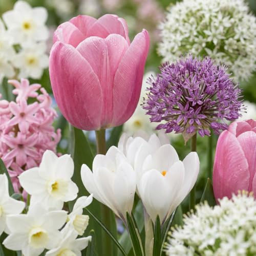 GreenboutiQ - Blumenzwiebeln - Zwiebel Garten Pink Mischung - Bulbs Hardy Perennial - Verschiedene Arten - Farbe Rosa - 125 Stück - Geschenkverpackung