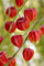 Pinkdose 20 PZ Frutta di Ribes Rosso pianta Pan-American UVA Spina Lanterna Frutta Physalis Paesaggio Giardino di casa per Vaso di Fiori fioriere: 4