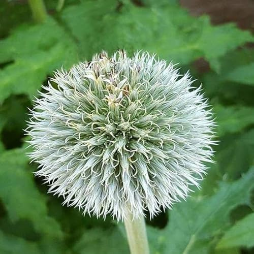 6x Kugeldistel 'Arctic Glow' - Echinops sphaerocephalus 'Arctic Glow' - Topf 9x9cm - Weiße Kugeldistel