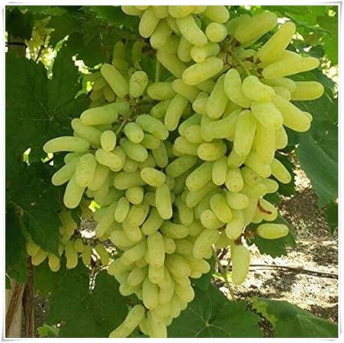 Weinreben kaufen winterhart zwiebeln,winterhart,klettererdbeeren Pflanzen,Vitis vinifera weinrebe,seltene Pflanzen,Dekorative Blumen,Trauben pflanzen,tafeltraube.-1 zwiebeln-D