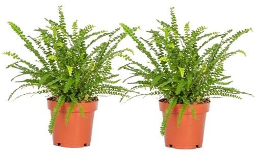 Plant in a Box - Nephrolepis Duffii - Fougère crépue - Set de 2 - Pot 12cm - Hauteur 25-40cm