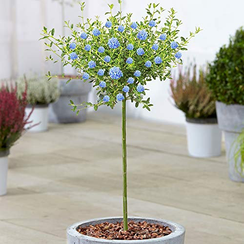 Arbre Ceanothus Concha | Lilas de Californie en pot, arbre ornemental persistant pour petits jardins | Tige standard en forme de sucette (70-80cm (pot inclus))