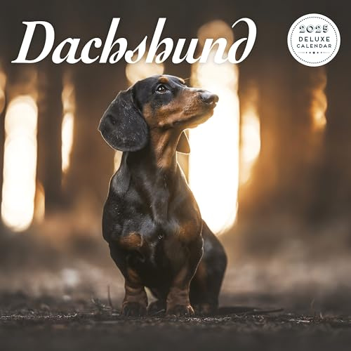 Dackel 2025 Deluxe Kalender