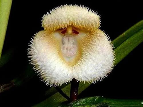 Exotic Plants scimmia faccia orchidea - - 50 semi