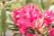 Rhododendron 'Weinlese' - Winterharte Gartenpflanze, Blühende Hybride, 40-50cm, Pflegeleicht, Lila Blüten