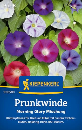 Kiepenkerl Prunkwindensamen Morning Glory Mischung 1016500 - Einjährige Blumensamen mit einer Wuchshöhe von 200 bis 300cm und einem Inhalt für 20 Pflanzen - Saatgut