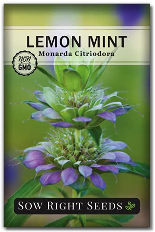 Sow Right Seeds - Lemon Mint Seed for Planting - Non-GMO Heirloom with Packet with Instructions to Plant and Grow an Herbal Tea Garden - Indoors or Outdoor - Monarda to Attract Pollinators (1)