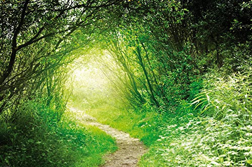 1art1 Wälder XXL Poster Grüner Waldweg, Into The Light Plakat | Bild 120x80 cm
