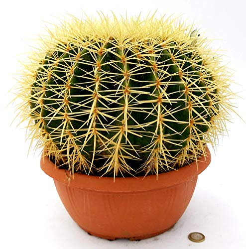 POWERS TO FLOWERS - ECHINOCACTUS GRUSONII XXL, CIOTOLA 26cm, cuscino della suocera, pianta vera