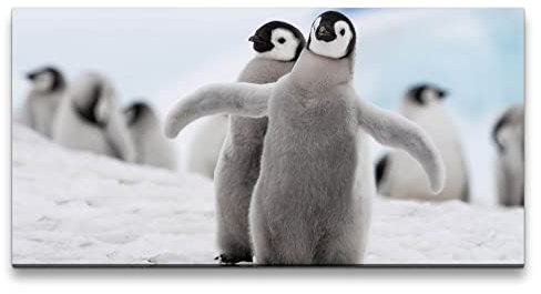 Paul Sinus Leinwandbild 120x60cm Baby Pinguine süß Flauschig graues Fell Lieblich