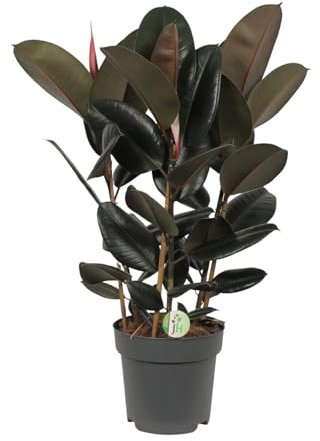 Ficus Abidjan - 80-90cm - Ø27cm - Zimmerpflanze - Immergrün