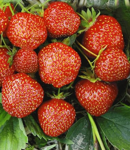 BALDUR Garten 30x Erdbeere Hummi´s® 'Sengana® Selektion' je im 7x7 cm-Topf | Erdbeerpflanze Fragaria, selbstfruchtend, winterhart, extra lange & starke Ranken, aromatische Früchte, Fragaria x ananassa