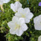 Semi di fiori di campanula, bianchi, 100 pezzi