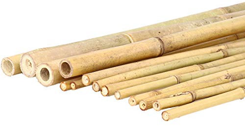 1 Stück Tonkin Bambus 200cm lang mit dünnem 2,8-3,2cm Durchmesser naturbelassen