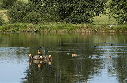hansepuzzle 96932 - Enten im Teich Puzzle 500 Teile | Tierwelt Puzzle mit hochwertiger Puzzle Aufbewahrung: Kartonbox und wiederverschließbarem Beutel | Puzzle-Maße: 46 x 30 cm