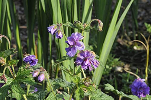 Himalaya-Storchschnabel 'Plenum' im Topf Geranium himalayense Bodendecker | Geranium himalayense, buschig, 30-60 cm, violette gefüllte Blüten Mai-Juli, sonnig bis halbschattig, winterhart bis -20 °C