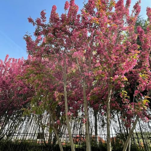 120 pcs hängende begonie samen, begonien samen, wildblumensamen, balkon begonie pflanze - Malus spectabilis - bienenwiese saatgut mehrjährig winterhart, pflanzensamen blumen balkon,