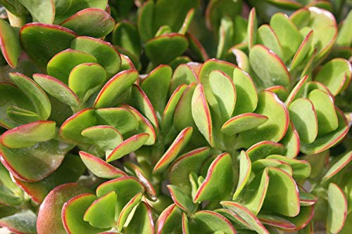 Portal Cool [Confezione da 4] Crassule ovata - Pianta di giada/Albero dei soldi - 5 cm Foglia Talee - Malta:Semi
