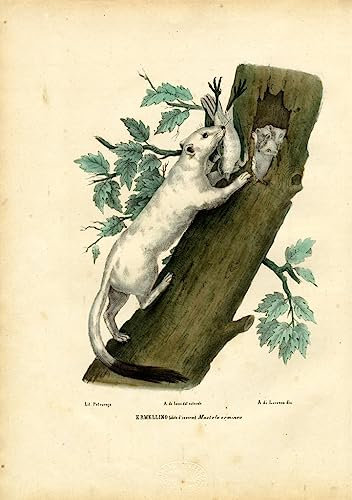 XSBPDPII Klassisches Ölgemälde Wand-Kunst Bild Leinwandk unstwerk Windhund von Raimundo Petraroja Posterdrucke für Wohnkultur 60x90cm