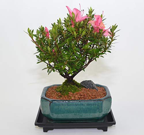 Indoor Bonsai, Azalea Chinzan, 6 Years Old, Flowers, Broom Style.