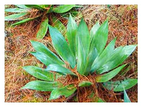 Stk - 10x Agave obscura Xalapa (Agave xalapensis) Agaven Garten Pflanzen - Samen ID710 - Seeds & Plants Shop by Ipsa