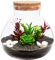 Toddmomy 1 x kleines Glaspflanzen-Terrarium, Desktop-Glas-Sukkulenten-Terrarium mit Holzdeckel für Haus, Garten, Büro, Dekoration