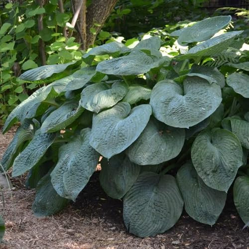Plant Theory 9cm Pot Hosta Sieboldiana Elegans Giant Blue Hosta Perennial