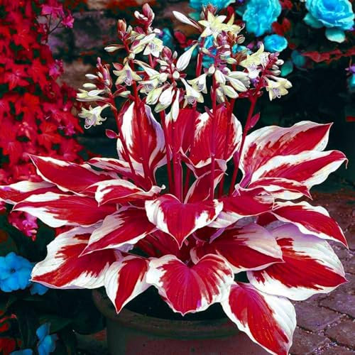 winterharte, Funkien, Knollen, Funkien, zwiebeln, Stauden, dekorative Zierblumen, lebende Pflanzen, Stauden, winterharte Funkien, seltene Pflanzen, natürliche Rhizome-6 zwiebeln-A