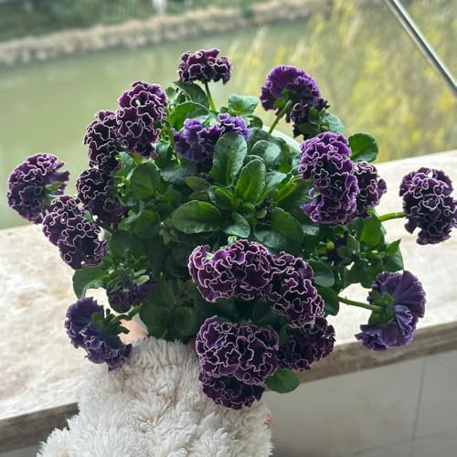 30 pz Semi di viola cornuta resistenti - Semi di fiori piante tappezzanti per balconi resistenti Semi di viola cornuta - semi di fiori semi di fiori balcone vecchie varietà semi di