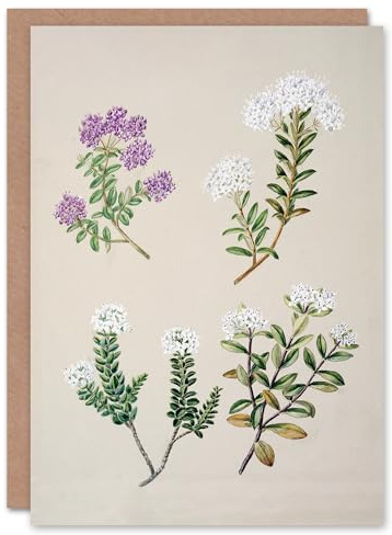 Artery8 Sarah Featon Art Card New Zealand Four Veronica Flowering Plants