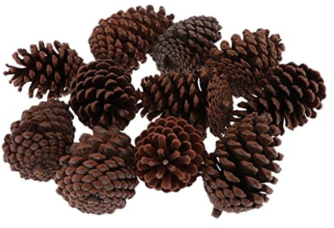 Sharplace 10pcs Tannenzapfen Kiefernzapfen natürliche Pinienzapfen Deko Basteln Weihnachten, B 8-10CM