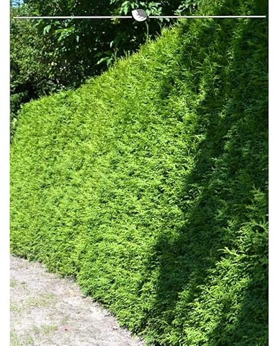 Lebensbaum Thuja Brabant 80-100 cm. 12 Heckenpflanzen. Blickdichte Thujahecke