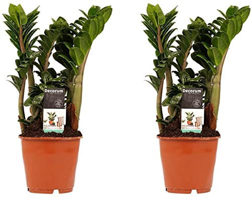 Zamioculcas Zamiifolia | Pack 2 Plantas | DECOALIVE | Plantas de Interior Naturales