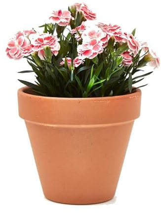 Clavel Chino Natural Planta de Exterior con Maceta de CERÁMICA