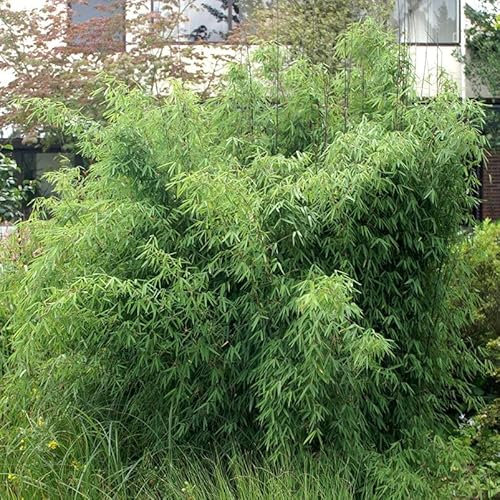 Bambus, Fargesia 'Jiuzhaigou 1', Höhe 80-100 cm, Topf 7,5 Liter, 10 Pflanzen