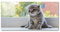 Tulup Splashback 55.12x27.56 inch / 140x70 cm Wall Protection Kitchen Panel Toughened Safe Glass Kitchen Protection Induction Cooker Glass Panel Splash back Tempered Glass - Gray - small cat window