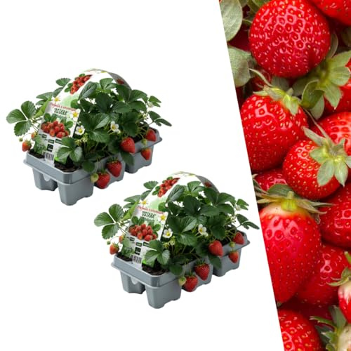 Plants by Frank | 12 Erdbeerpflanze 100% BIO - Fragaria | Winterhart Mehrjährig | Süße Früchte | 100% Biologisch | Obstgarten | Obstbäume | Gemüsegarten | Gartenpflanzen