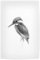 artboxONE Poster 30x20 cm Natur Kingfisher on Branch hochwertiger Design Kunstdruck - Bild eisvogel eisvogel elegant