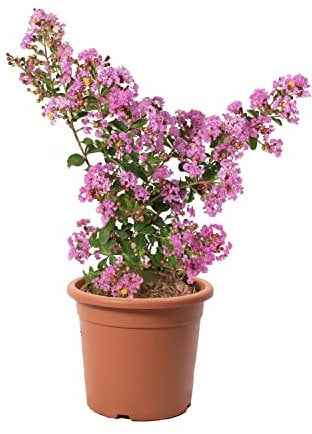 KENTIS - Lagerstroemia Indica Viola - Piante da Esterno Vere Fiorite - Piante da Giardino in Fiore - H 60-80 cm Vaso Ø 24 cm