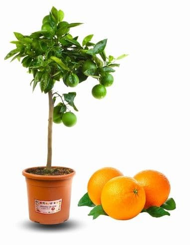 P. Piantine da Orto | Arancio, Pianta Pronta per il Trapianto, Pianta Vera in Vaso, Frutta da Mangiare, Vivaio Italiano