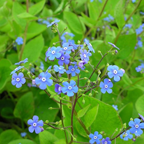 Blumixx Stauden Brunnera macrophylla - Kaukasus-Vergißmeinnicht, im 0,5 Liter Topf, blau blühend Bodendecker