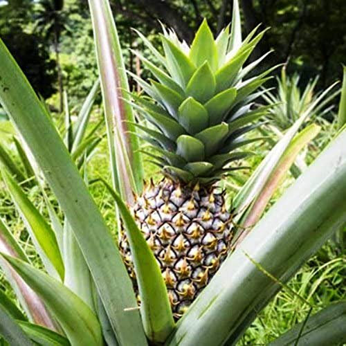 Oce180anYLVUK Ananassamen, 20 Stück/Beutel Saftige Gentechnikfreie Ananassamen Mehrjährige Ananas-Comosus-Fruchtsämlinge Für Die Landwirtschaft Ananas-Comosus-Samen