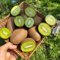 350 pcs kiwi baum winterhart samen, kiwibeeren pflanze, säulenobstbäume, garten kiwibeeren samen - Actinidia chinensis - bonsai samen, geschenk garten seed, saatgut alte sorten extrem