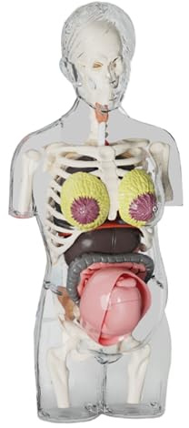 Corps Humain pour : Jouet d'assemblage pour Femme Enceinte, Anatomie éducative, kit d'apprentissage Scientifique, Outil interactif pour la Salle de Classe, Aide Pratique pour L