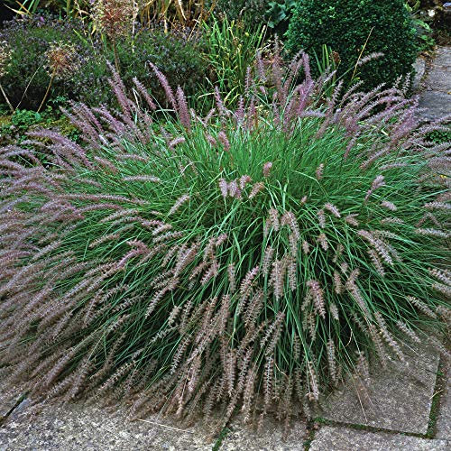 Thompson & Morgan Hardy Perennial Flowering Ornamental Fountain Grass, Pennisetum Alopecuroides, Potted Garden Plants Ideal for Cottage Gardens, Patio and Containers (2 x 1.5 Litre Pot)