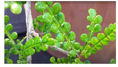 Stk - 3x Operculicarya decaryi Japanischer Pfeffer Elefanten Baum Jabily - Samen B1847 - Seeds & Plants Shop by Ipsa